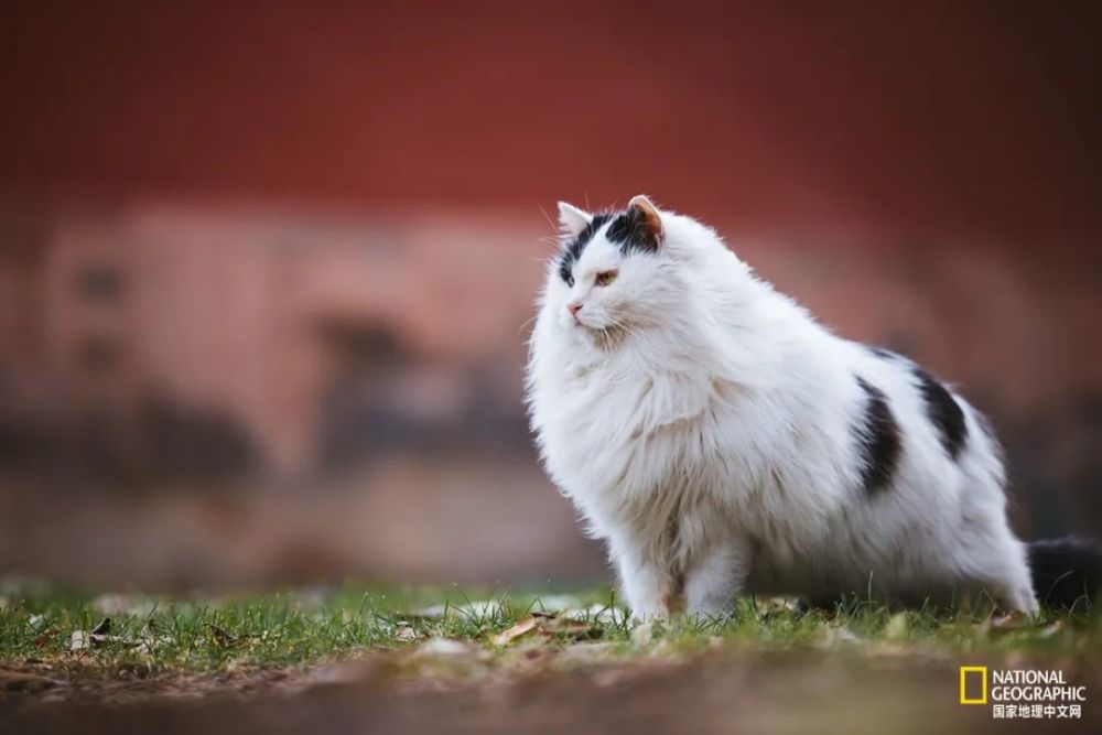 故宫的猫,比雪好看太多了