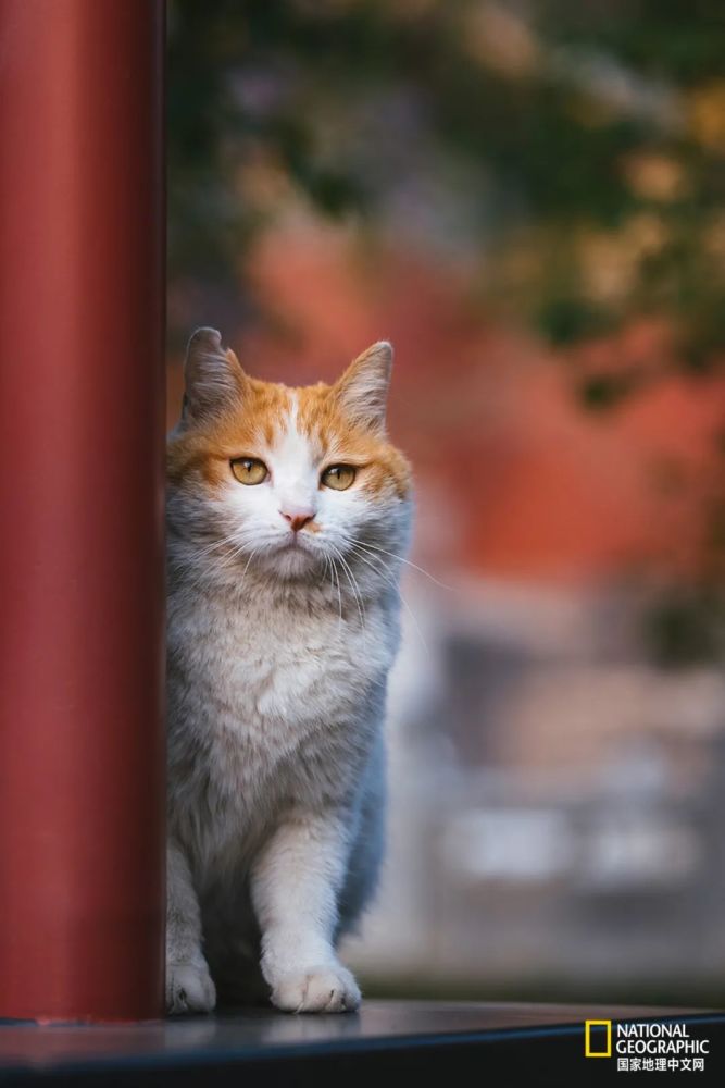 故宫的猫,比雪好看太多了