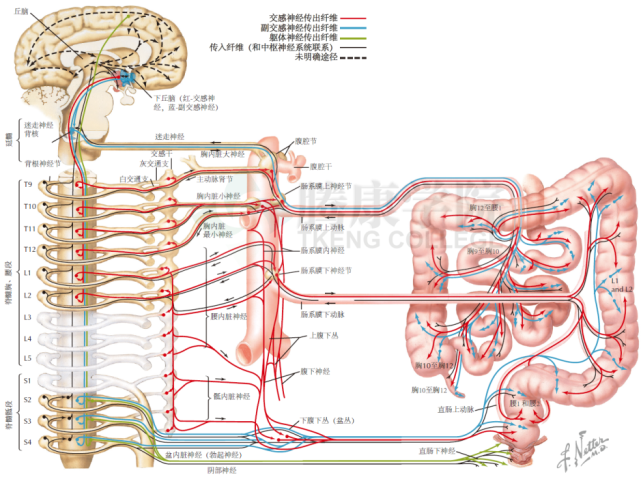 于t5~l2脊髓中间外侧柱,到侧副神经节(肠系膜上,下,腹腔神经节)换元