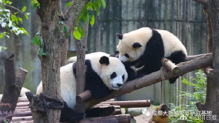 因疫情防控需要,成都大熊猫博物馆,成都融创乐园