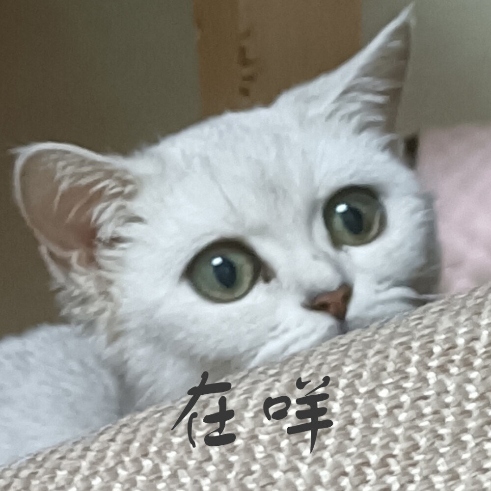 壁纸 动物 猫 猫咪 小猫 桌面 1000_1000