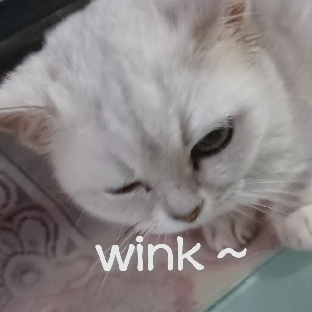 壁纸 动物 狗 狗狗 猫 猫咪 小猫 桌面 1000_1000