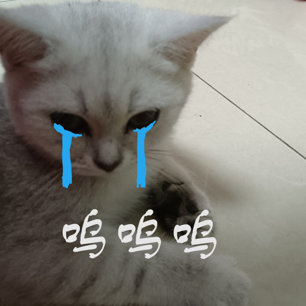壁纸 动物 猫 猫咪 小猫 桌面 1000_1000