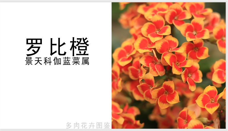 "罗比橙长寿花"花瓣为单瓣,复色精灵系列,花开复色,色彩鲜艳好看