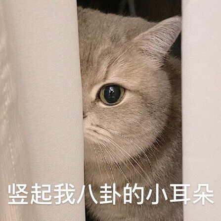 壁纸 动物 猫 猫咪 小猫 桌面 447_447