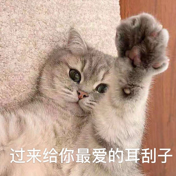 壁纸 动物 猫 猫咪 小猫 桌面 676_676