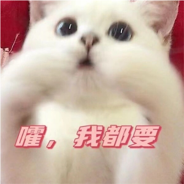 壁纸 动物 狗 狗狗 猫 猫咪 小猫 桌面 601_601