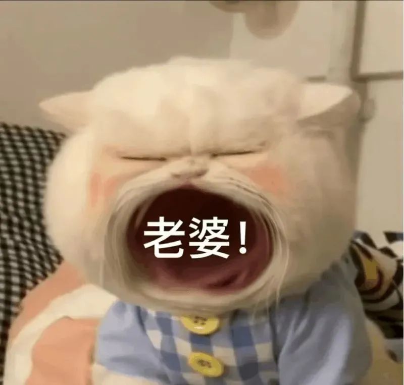 沙雕表情包大嘴猫咪