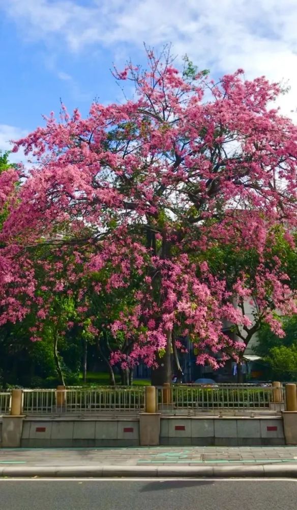 【原创·美图】美丽异木棉花开