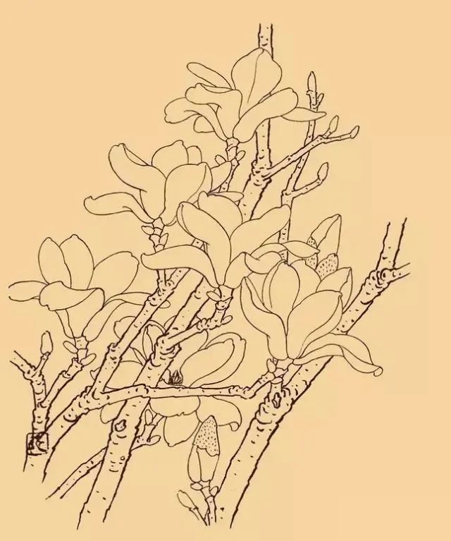 书画联盟丨白描玉兰花
