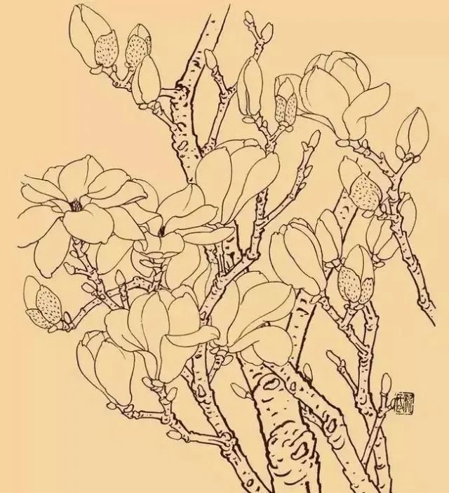 书画联盟丨白描玉兰花