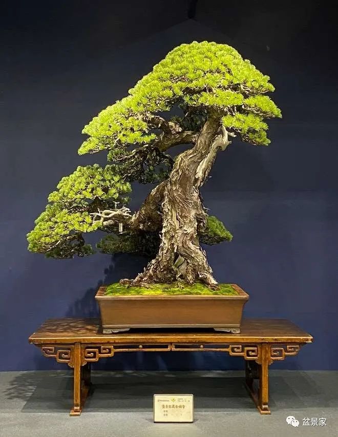 日本盆栽大师鬼头正男的纪念盆景展