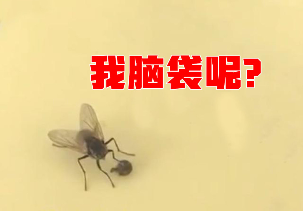 一位网友拍摄到一只苍蝇停留在纸上的时候,不停地搓腿搓头,直到把自己