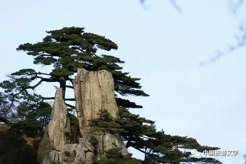 行走丨 黄山松