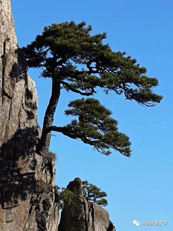 行走丨 黄山松