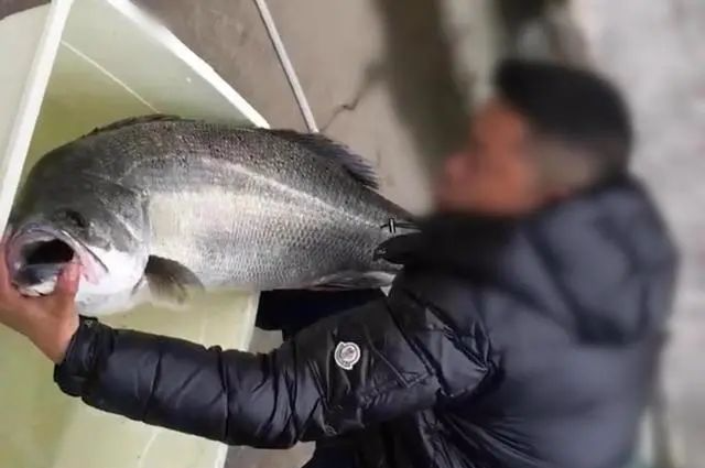 浙江一男子在钱塘江野钓,收获30斤的巨型鲈鱼,网友:学邓刚放生