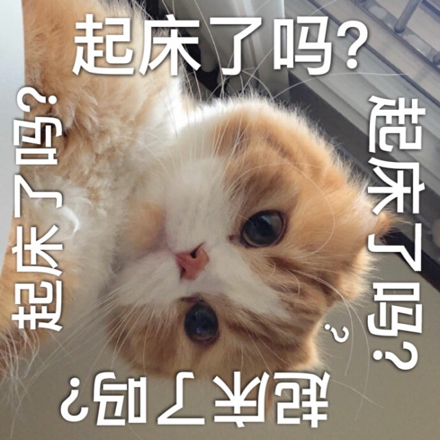 可爱猫猫表情包