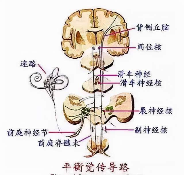 前庭系统与其它神经系统间的关系以及感统训练的家庭指导