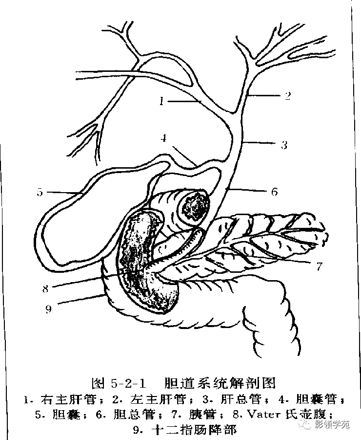 胆总管下段于胰头内及十二指肠降部内侧,直径约3-6mm.