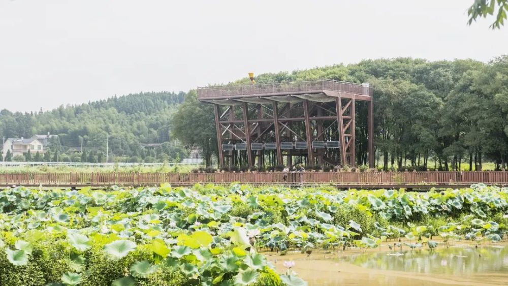 闽北美景|浦城:在"十里莲塘 醉美田园综合体里,抓住秋天的景色