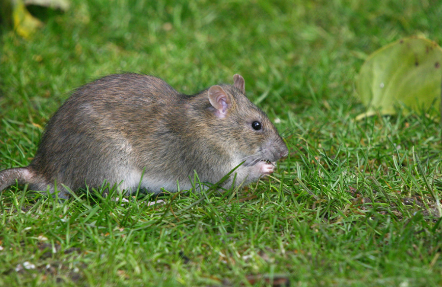 作为四害之首的老鼠,人类为何不将其灭绝?生态系统需要它