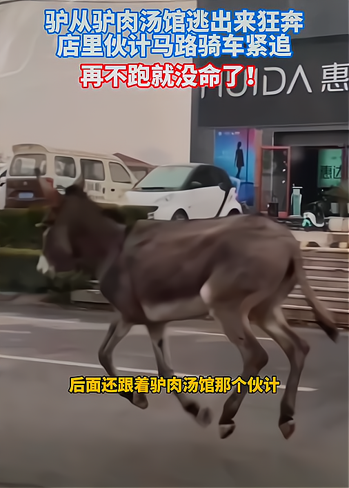 山东一公路上驴狂奔,身后肉汤馆伙计紧追不舍