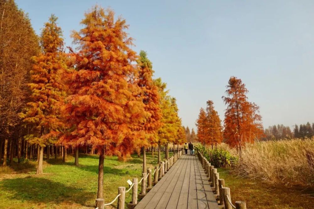 多图带你领略青西郊野公园里的湿地秋景～_腾讯新闻