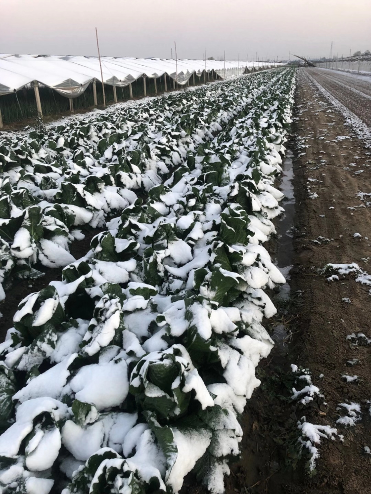 多地暴雪,有大棚倒塌!菜农连夜除雪,直呼"干不动了"