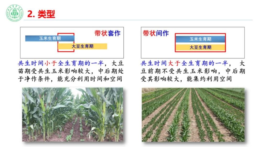 玉米大豆带状复合种植技术线上咨询活动通过种业商务网等平台成功举行