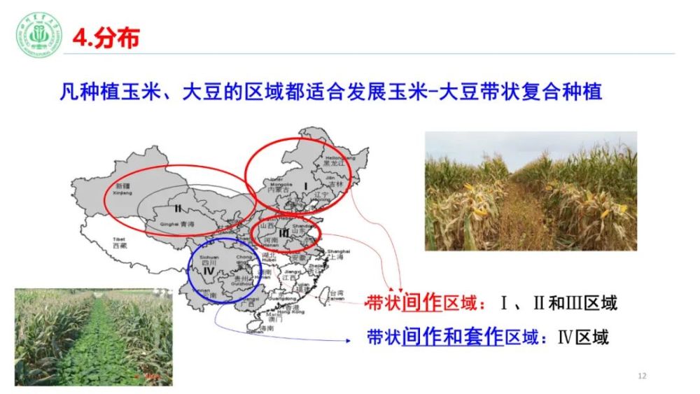 活动邀请了四川农业大学杨文钰教授就玉米大豆带状复合种植的主要优势