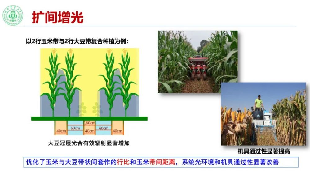 玉米大豆带状复合种植技术线上咨询活动通过种业商务网等平台成功举行