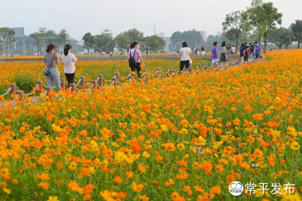 东莞这片花海"出圈"了,现在就是最佳观赏期!_腾讯新闻