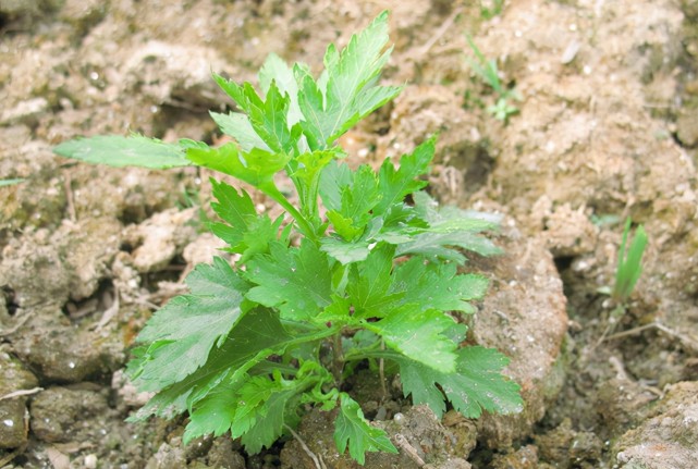 野菜虽好不能乱吃,分享40种野菜图片和吃法,教你认识