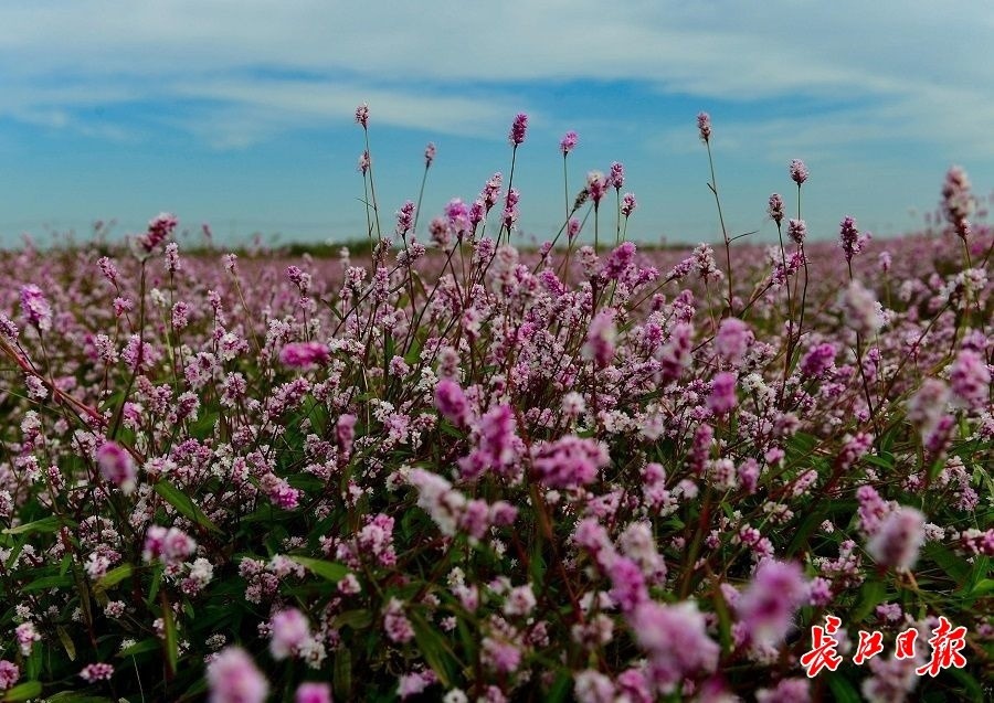 风初冷蓼花红,蔡甸桐湖的河滩美过春