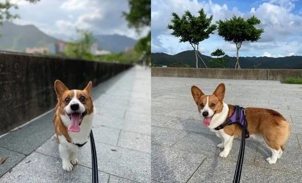 救狗啊柯基犬见刀切小兄弟惊恐瞪大眼网友笑喷童年阴影