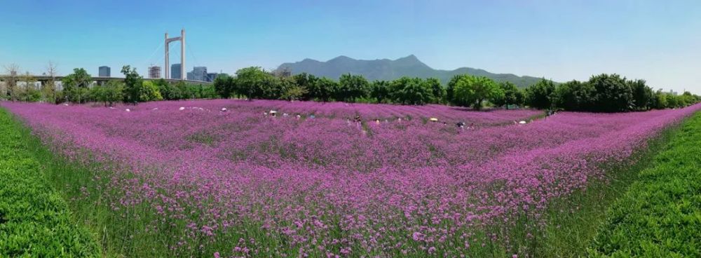 福州花海公园花开四季