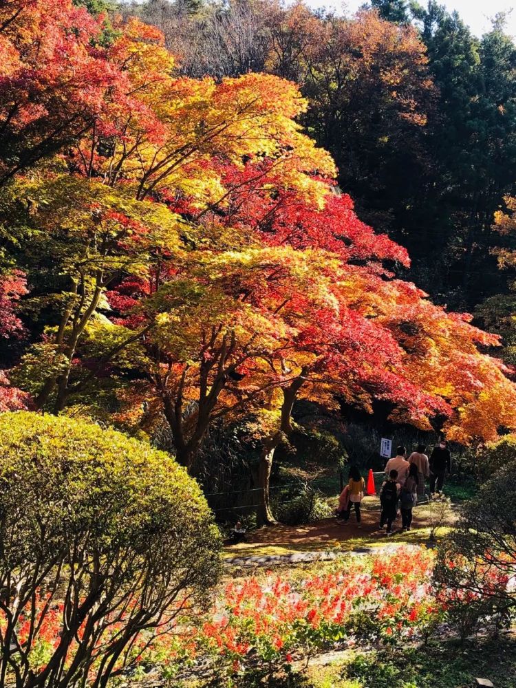 福岛县有一处排名第一的赏红叶胜地,可以和京都古寺的