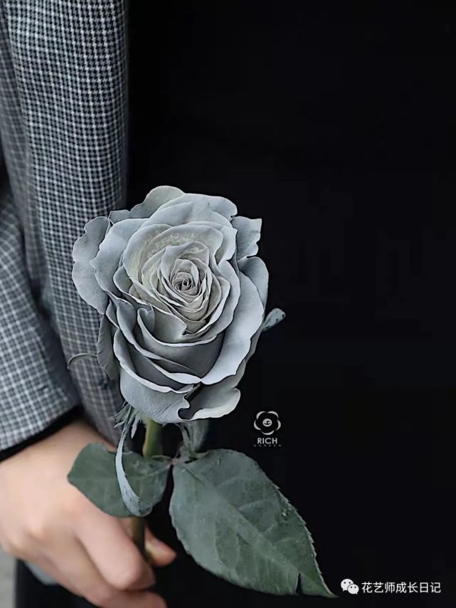 28|厄瓜多尔月夜银霜,灰玫瑰的高级感!