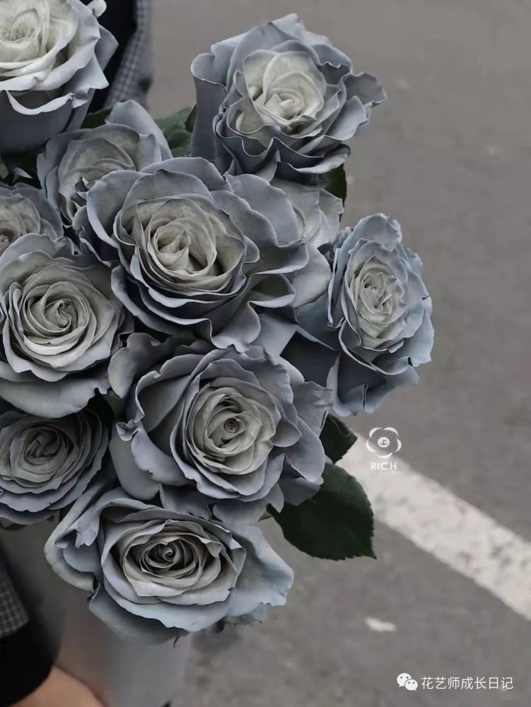 28|厄瓜多尔月夜银霜,灰玫瑰的高级感!