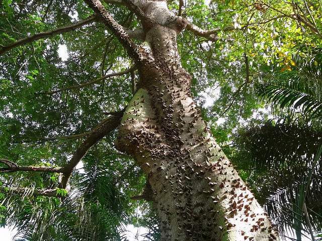 认识植物界的"六大毒树",看到"绕道走",涨知识不吃亏