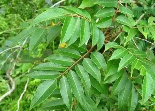 认识植物界的"六大毒树",看到"绕道走",涨知识不吃亏