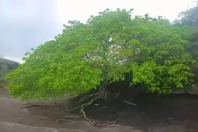 认识植物界的六大毒树看到绕道走涨知识不吃亏