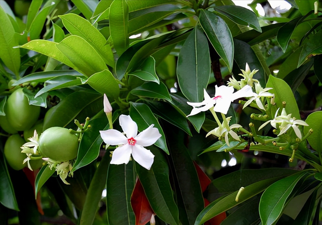 认识植物界的"六大毒树",看到"绕道走",涨知识不吃亏
