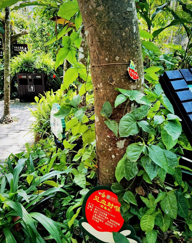 认识植物界的"六大毒树",看到"绕道走",涨知识不吃亏