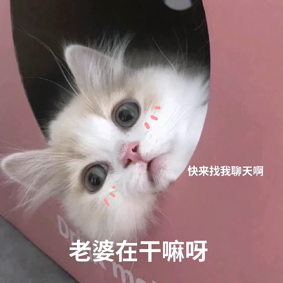 老婆表情包5老婆