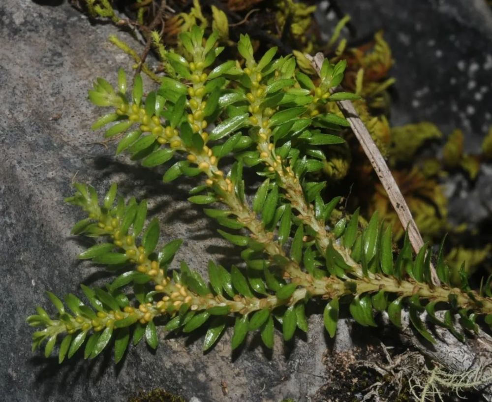 野生植物名录》统计,云南大围山分布的国家重点保护蕨类植物共有33种