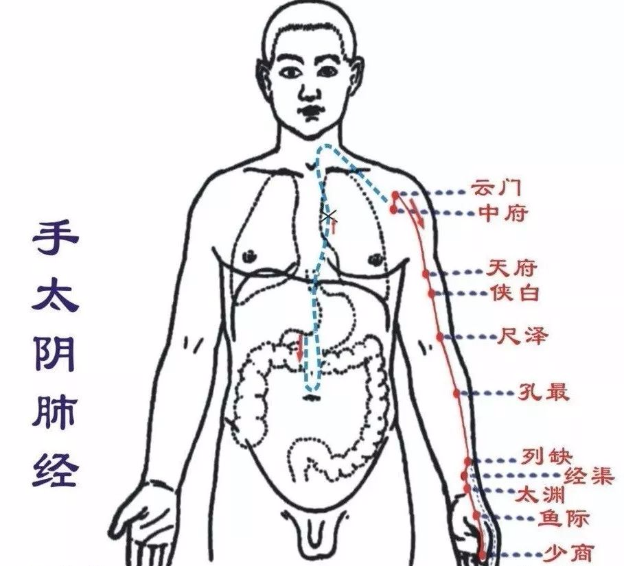 【每日一穴】肺经:这里最易堵,易咳嗽,皮肤痒,请及时揉开