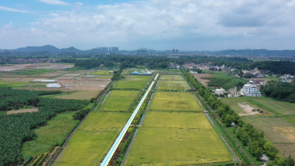 广州增城|朱村街时光穗稻新乡村示范带建设有序推进