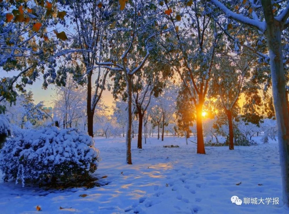 初雪已至,万事绥意|聊大雪景