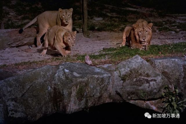 4头狮子确诊冠病夜间野生动物园,这不,刚刚新加坡就有4只狮子确诊新冠